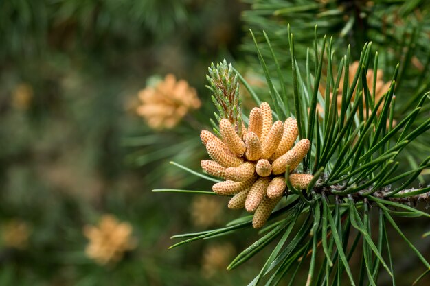 Giovani conifere di fioritura in primavera nella foresta. Messa a fuoco selettiva