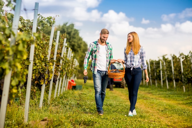 Giovani coppie che raccolgono l&#39;uva in una vigna