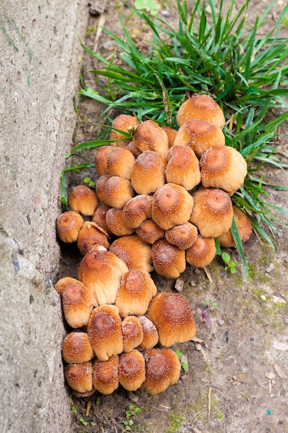 Giovani corpi di frutta del primo piano di luccichio del fungo di Calamaio (Coprinellus micaceus)