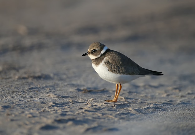 Giovani e adulti fratino comune o fratino (Charadrius hiaticula) in piumaggio invernale, ripresa ravvicinata sulla riva del lago in una morbida luce mattutina