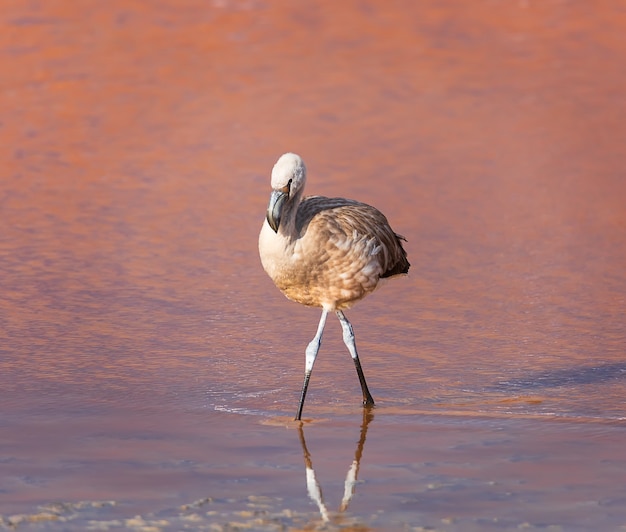 Giovani fenicotteri andini in Laguna Colorada Potosi Bolivia Sud America