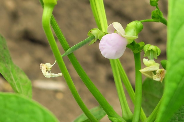 giovani fiori di fagiolo rosa in un orto in un'azienda agricola