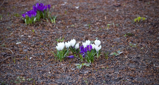 Giovani fiori viola e bianchi per terra