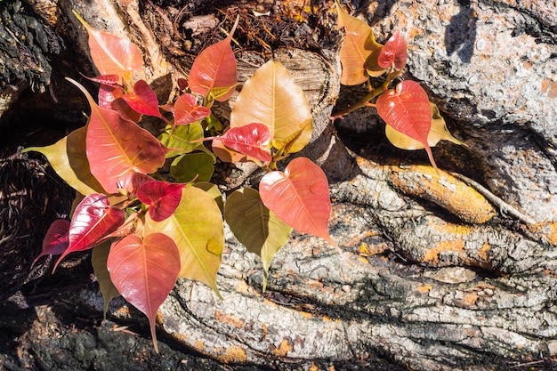 Giovani foglie della bella e colorata