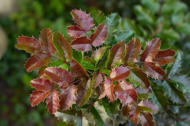 Giovani foglie di rosa su un cespuglio in autunno