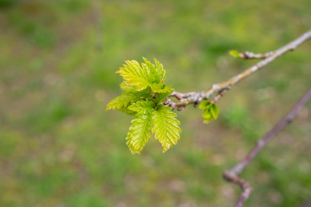 Giovani foglie e boccioli di quercia all'inizio della primavera fogliame giovane con orecchini amenti sul lato verde