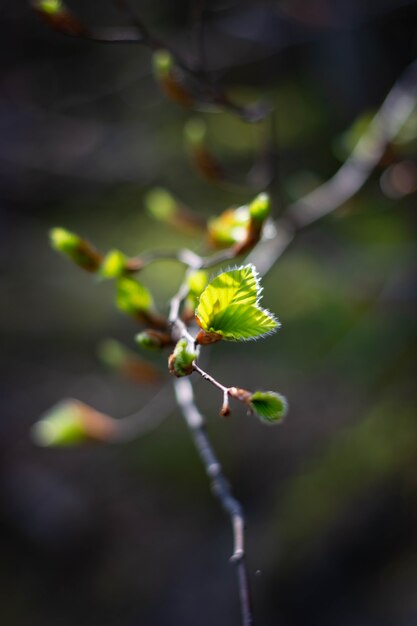 Giovani foglie su un ramo nel periodo di inizio primavera.