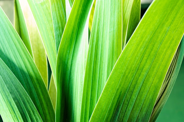 Giovani foglie verdi con gocce d'acqua dopo la pioggia. Sfondo naturale naturale.