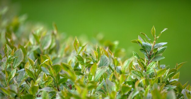 Giovani foglie verdi di spirea sfondo naturale.