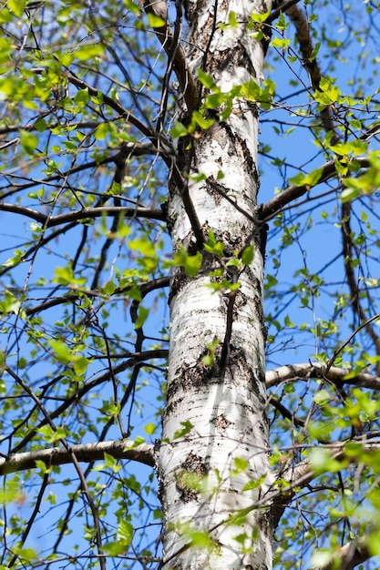 Giovani foglie verdi di una betulla in primavera, primo piano