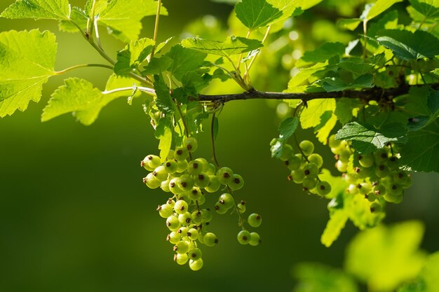 giovani foglie verdi e bacche di ribes rosso in una giornata di sole