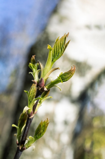 Giovani foglie verdi su un ramo di albero