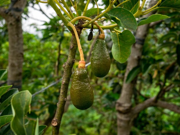 giovani frutti di avocado ancora appesi all'albero