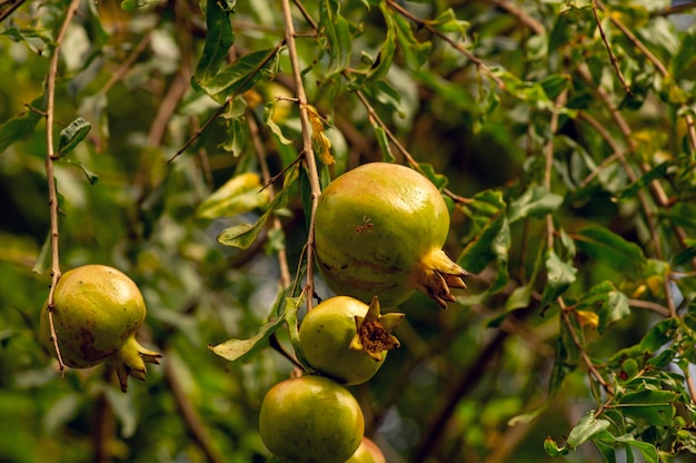 Giovani frutti di melograno Malum granatum sul suo ramo di albero