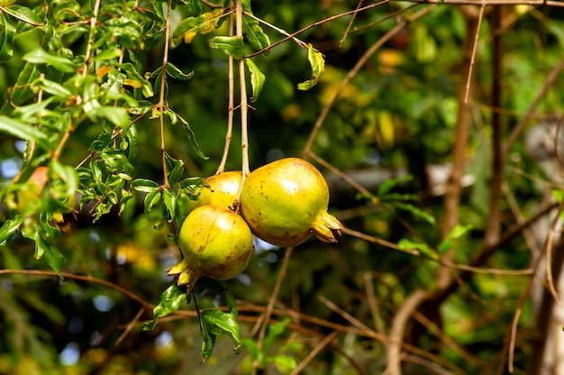 Giovani frutti di melograno Malum granatum sul suo ramo di albero