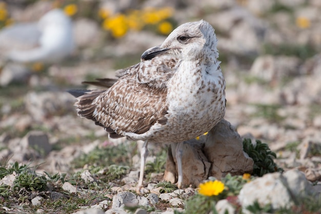 Giovani gabbiani vicino alle scogliere