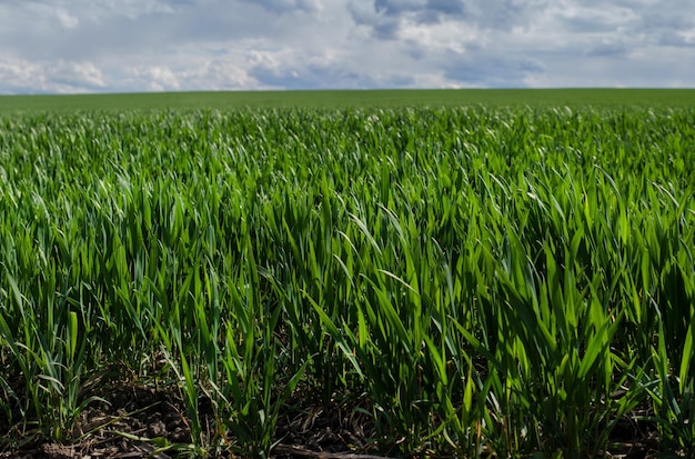 Giovani germogli che seminano grano da vicino e bel cielo con nuvole sullo sfondo