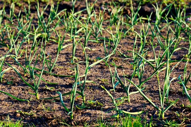 Giovani germogli d&#39;aglio nel giardino