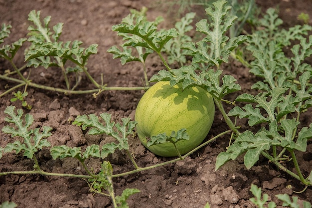 Giovani germogli di angurie In campo aperto sul campo della fattoria