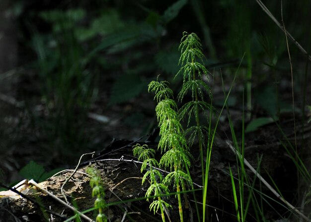 Giovani germogli di foresta equiseto Equisetum sylvaticum Regione di Mosca Russia