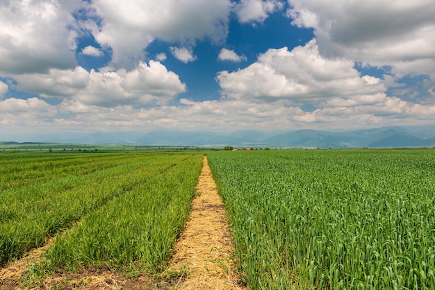 Giovani germogli di grano in un campo agricolo