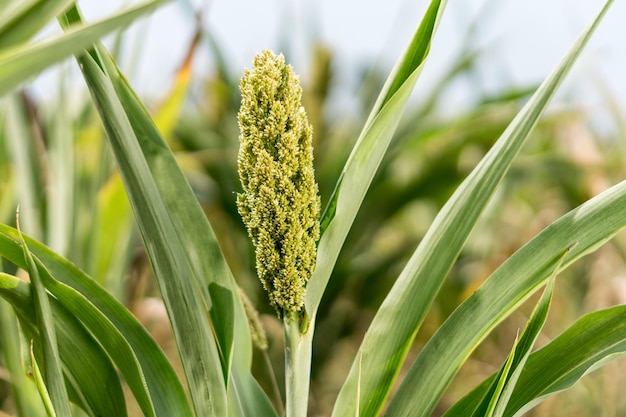 Giovani germogli di miglio di sorgo jowari su un campo di agricoltori