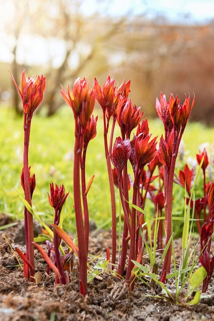 Giovani germogli di peonia sotto i raggi del sole