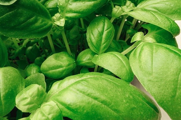 Giovani germogli di piante microgreen close up, macro