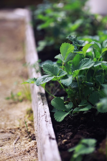 Giovani germogli di piantine nell'orto Vegetazione in serra Erbe fresche in primavera sui letti