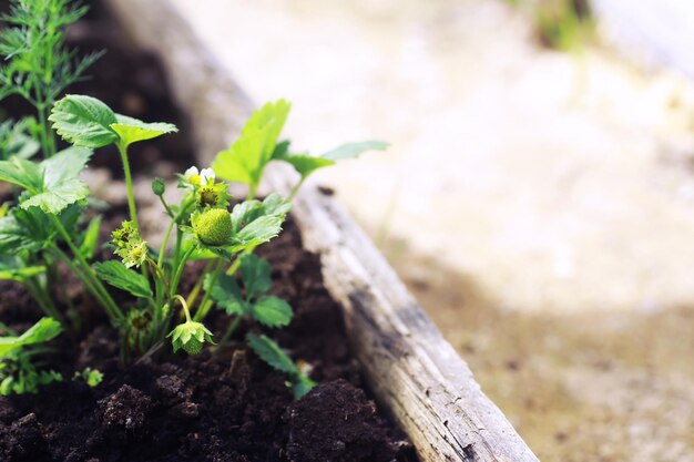 Giovani germogli di piantine nell'orto Vegetazione in serra Erbe fresche in primavera sui letti