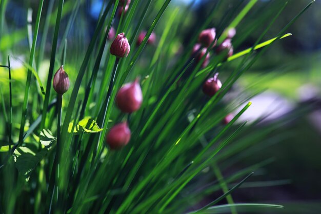 Giovani germogli di piantine nell'orto Verde in serra Erbe fresche in primavera sui letti