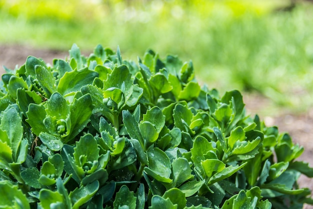 Giovani germogli di Sedum telephium