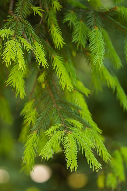 Giovani germogli di un albero Albero di Natale sfondo estivo