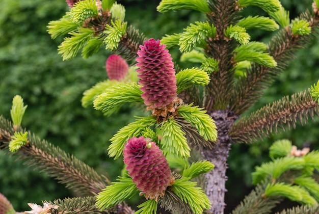 Giovani germogli di una conifera