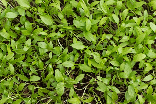 Giovani germogli di verdure. Concetto di mangiare sano. Microgreen