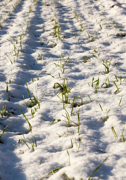 Giovani germogli freschi di grano che crescono nella neve nella stagione invernale, campo agricolo nel gelo