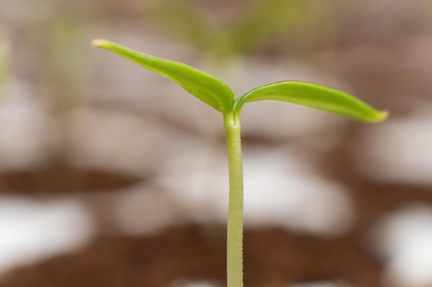 Giovani germogli in primavera. Germoglio del primo piano. Nuova vita.