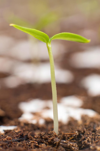 Giovani germogli in primavera. Germoglio del primo piano. Nuova vita.