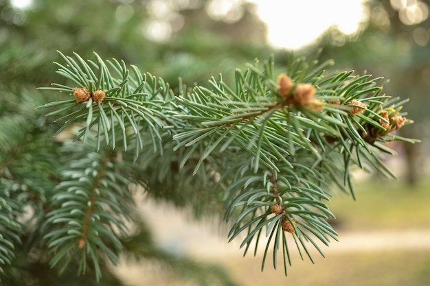 Giovani germogli su rami di abete rosso nella foresta