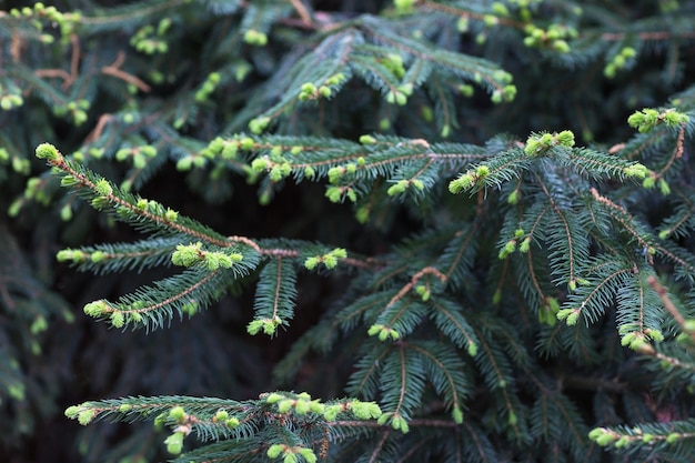 Giovani germogli su un albero di abete. Primo piano, messa a fuoco selettiva.