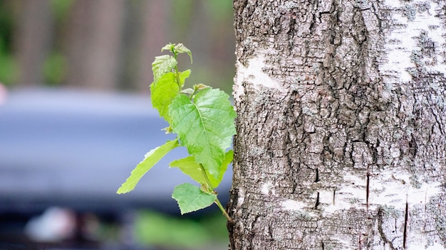 Giovani germogli sulla corteccia di un vecchio albero. Nuova vita vegetale.