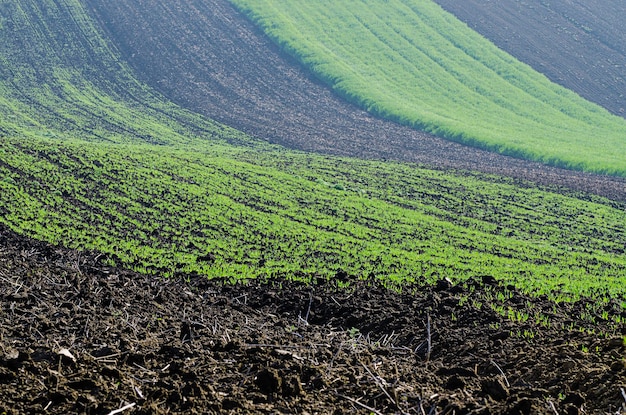 Giovani germogli verdi di erba su terreno primaverile, sfondo di natura agricola stagionale