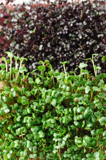 Giovani germogli verdi di ravanello microgreen e cavolo rosso coltivati a casa su un tappeto di lino