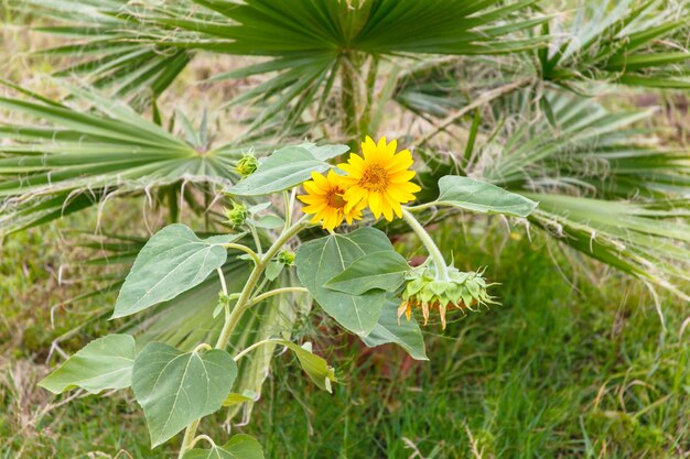 Giovani girasoli in fiore nel giardino