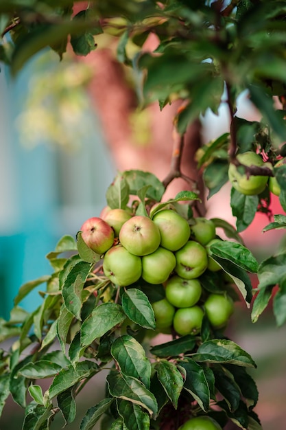 Giovani mele su un albero in giardino Coltivazione di frutta biologica nell'azienda agricola