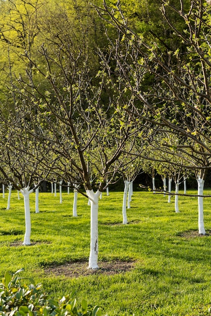 giovani meli con tronchi lavati di bianco in primavera alberi da frutto abbellimento e orticoltura