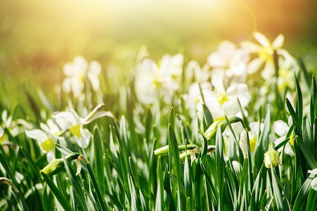 Giovani narcisi bianchi in giardino Fiori di primavera al sole Astratto sfondo naturale Buona Pasqua