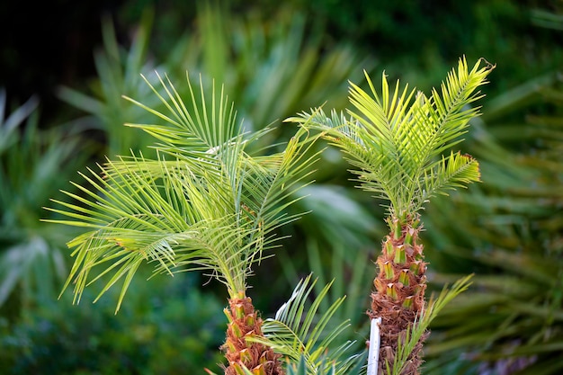 Giovani palme da cocco fresche con foglie verde brillante che crescono in condizioni naturali all'aperto