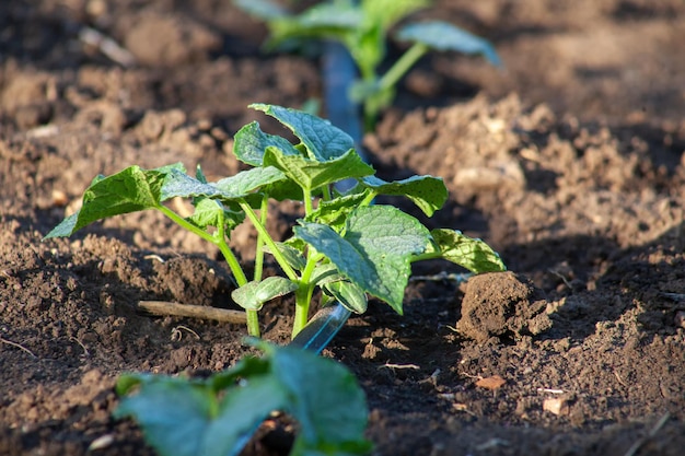 Giovani piante di cetriolo crescono sul terreno sotto l'irrigazione a goccia