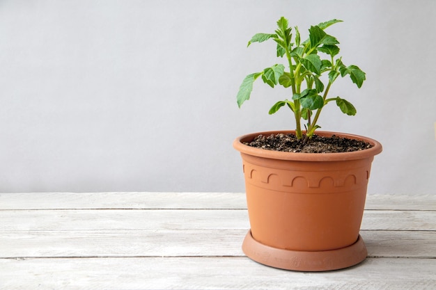 Giovani piante di dalia tuberosa in un vaso Fiori perenni hobby di floricoltura